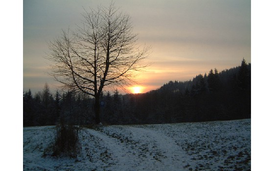 Schattenspiele im Odenwald