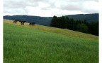 Natur pur - Ihr Ziel im Odenwald